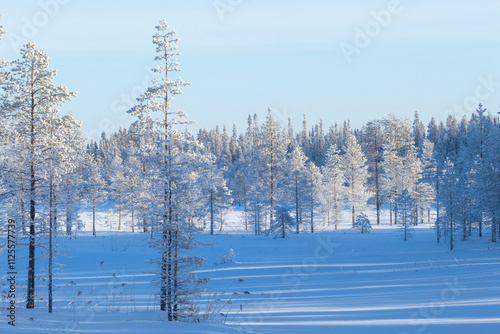 Small Scots pine trees covered with heavy coating of hoar frost on a cold winter day near Kuusamo, Northern Finland