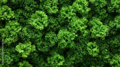 Fresh Organic Green Kale. Close-up Pattern Of Healthy Green Leaf Vegetables Background.