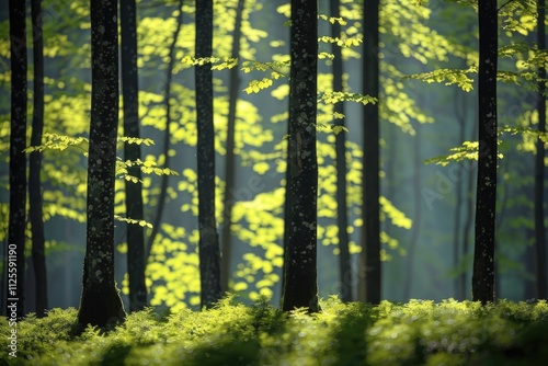 A dense forest with numerous green trees, ideal for nature and outdoor scenes photo