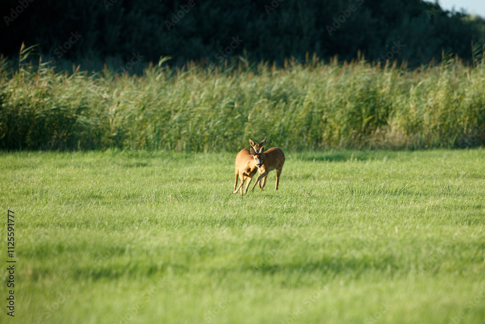 Two roe deer graze in a grassy field, with tall grasses in the background. A peaceful rural scene. Two roe deer graze in a grassy field, with tall grasses in the background. A peaceful rural scene.