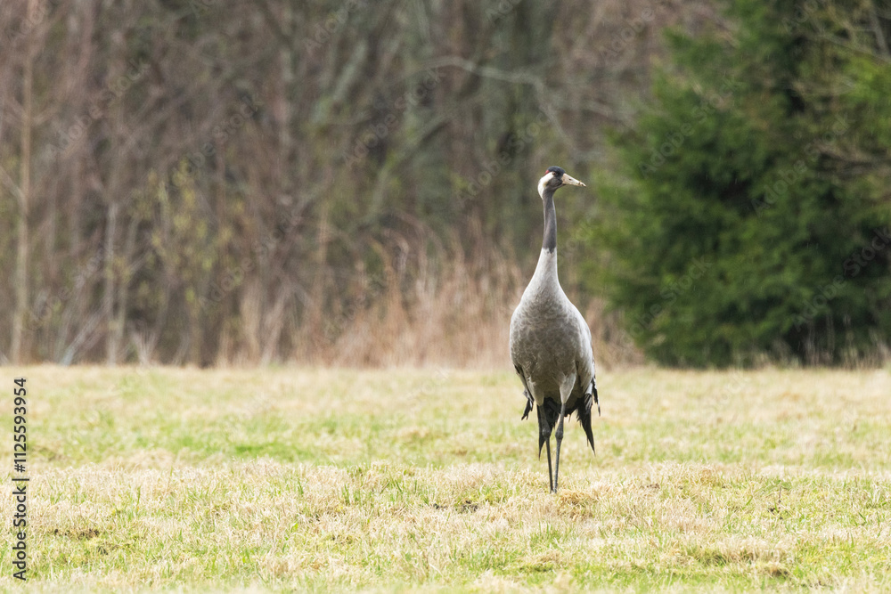 Fototapeta premium Common crane walking on a field and looking for food during a spring day in rural Estonia, Northern Europe