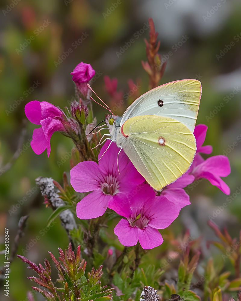 A pale yellow butterfly delicately perched on vibrant pink flowers, showcasing intricate wing details and natural beauty. A pale yellow butterfly delicately perched on vibrant pink flowers, showcasing intricate wing details and natural beauty.