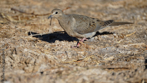 The mourning dove bird on the ground of Wetlands Park Nevada