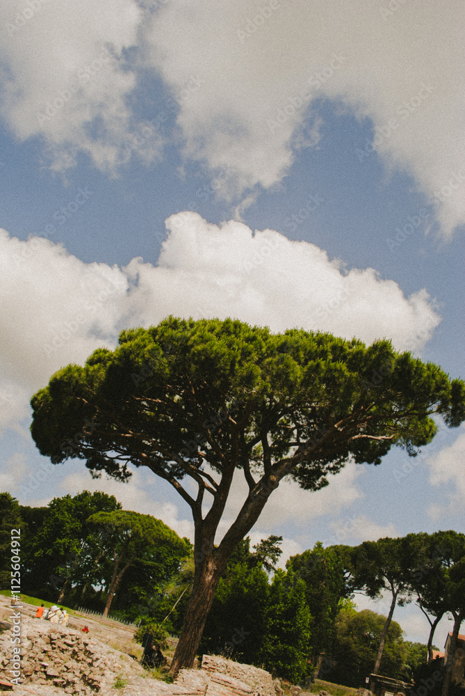 Fototapeta premium Pine tree in Rome, Italy. 