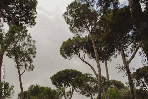 Roman pine trees.
 photo