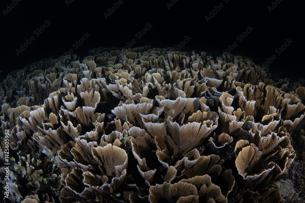 Fototapeta premium Fragile, foliose corals thrive just under the surface of Lembeh Strait, Indonesia. This area, in North Sulawesi, harbors extraordinary marine biodiversity and is a popular diving destination.
