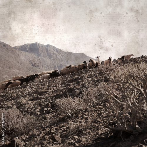 textured stylish old paper background, square, with landscape of Gran Canaria with goats and sheep
 photo