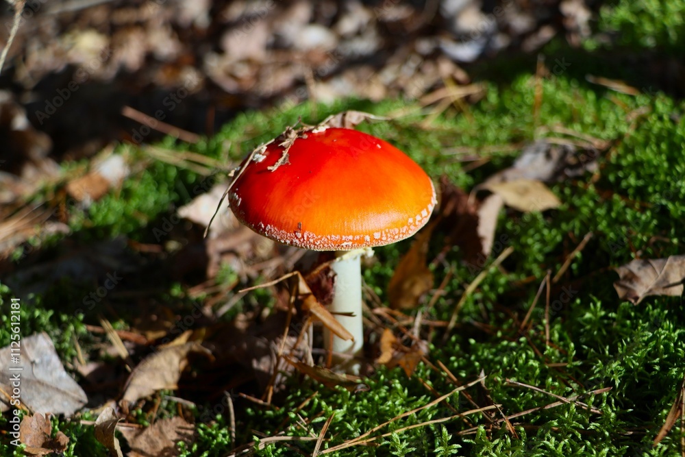 hand reaches out to the poisonous fly agaric mushroom hand reaches out to the poisonous fly agaric mushroom