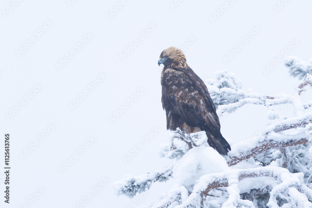 Fototapeta premium Large Golden eagle perched on a snowy and frosty tree near Kuusamo, Northern Finland