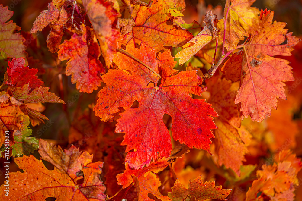 Vineyards, vines and leaves in autumn in La Rioja Spain Vineyards, vines and leaves in autumn in La Rioja Spain