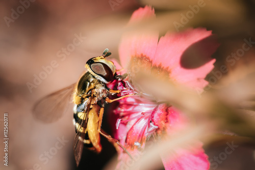 Schwebfliege an pinkfarbener Heidenelke