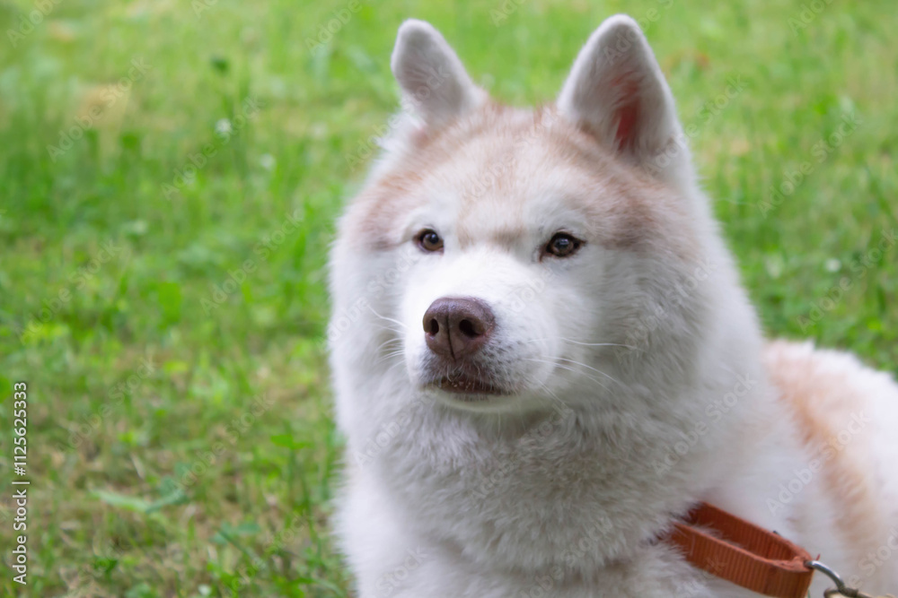 Siberian husky sitting calmly on green grass in a park during a sunny day Siberian husky sitting calmly on green grass in a park during a sunny day