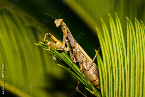 mante religieuse dans le Cycas du Japon