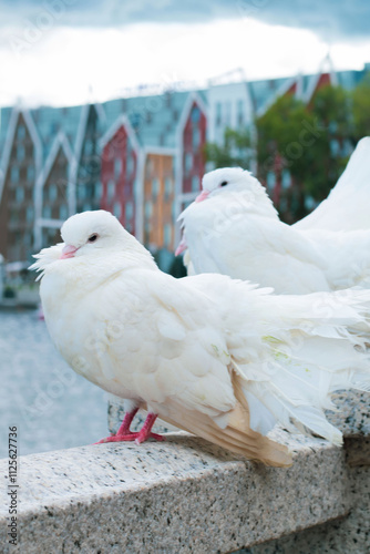 White pigeons perched near a river with colorful buildings in the background