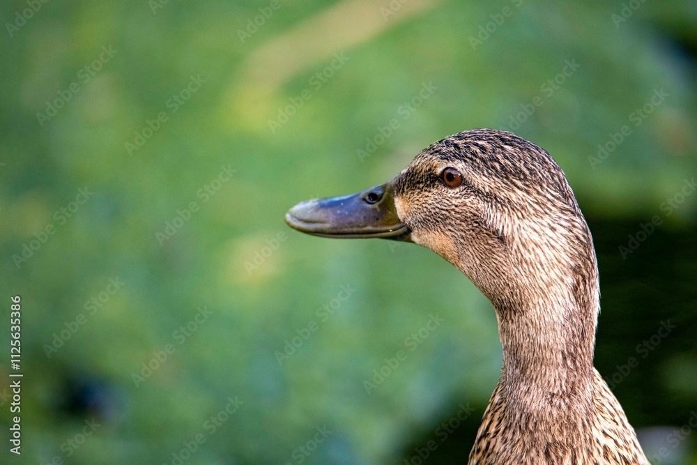 Fototapeta premium The Mallard, or Wild Duck (Anas platyrhynchos).
