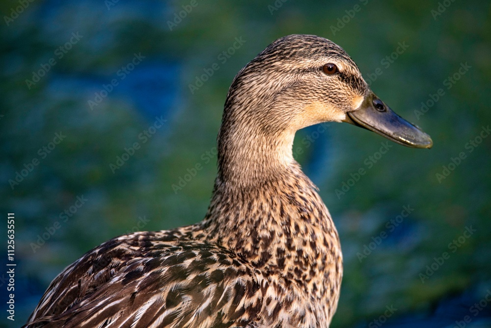 The Mallard, or Wild Duck (Anas platyrhynchos). The Mallard, or Wild Duck (Anas platyrhynchos).