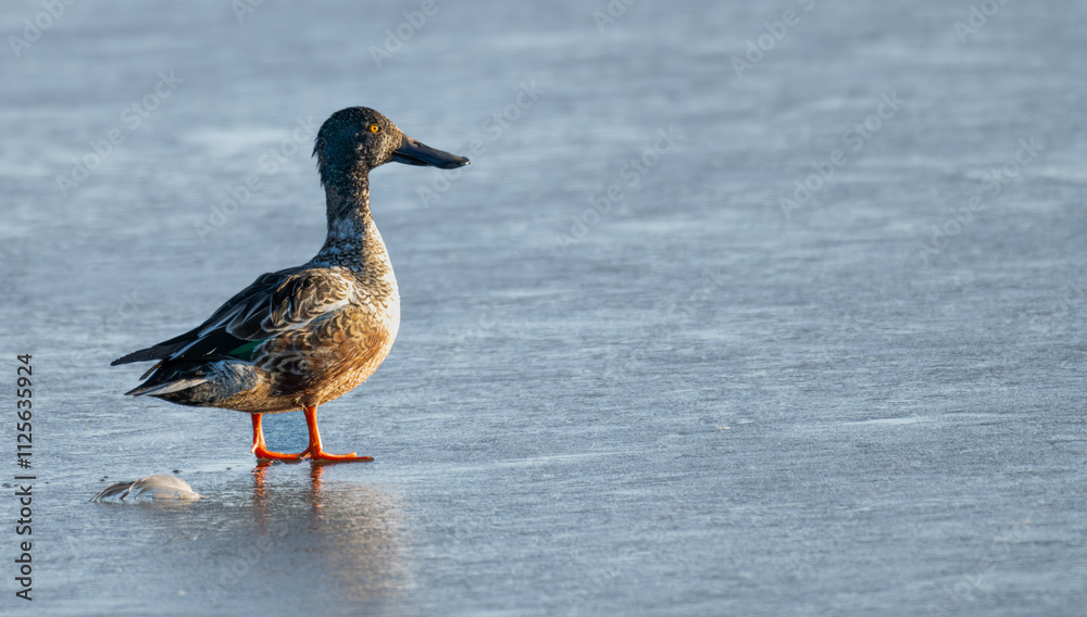 Closeup of a northern shoveler standing on an ice-covered lake at sunset. Closeup of a northern shoveler standing on an ice-covered lake at sunset.
