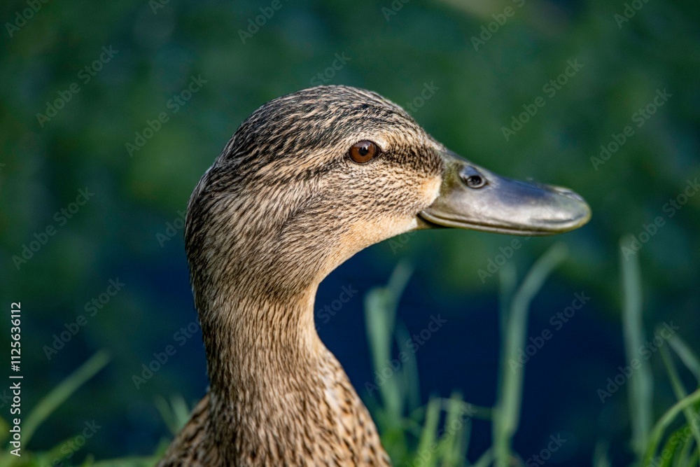 The Mallard, or Wild Duck (Anas platyrhynchos). The Mallard, or Wild Duck (Anas platyrhynchos).