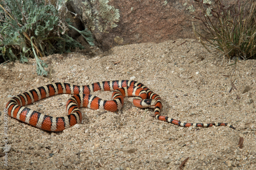 Naklejka premium Sonoran Mountain Kingsnake, Lampropeltis pyromelana pyromelana, non venomous, defensive musk and mimicry of the Coral snake, Arizona, 