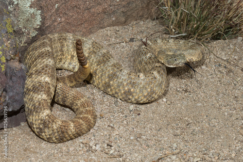 Tiger Rattlesnake, Crotalus tigris, venomous pit viper, Sonoran Desert,  photo