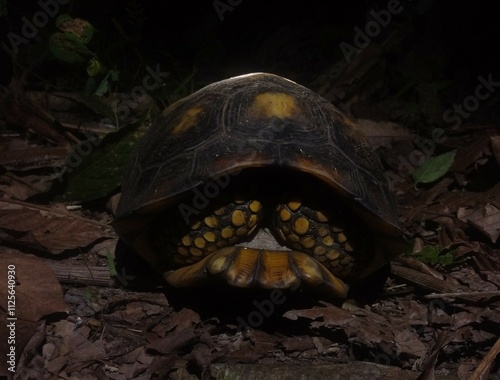 Yellow-footed tortoise reclusive (Chelonoidis denticulata)  in its shell in the north of the Brazilian photo