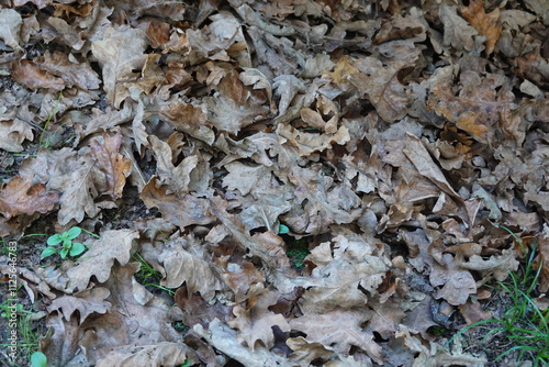 Dry oak leaves covering forest floor in autumn