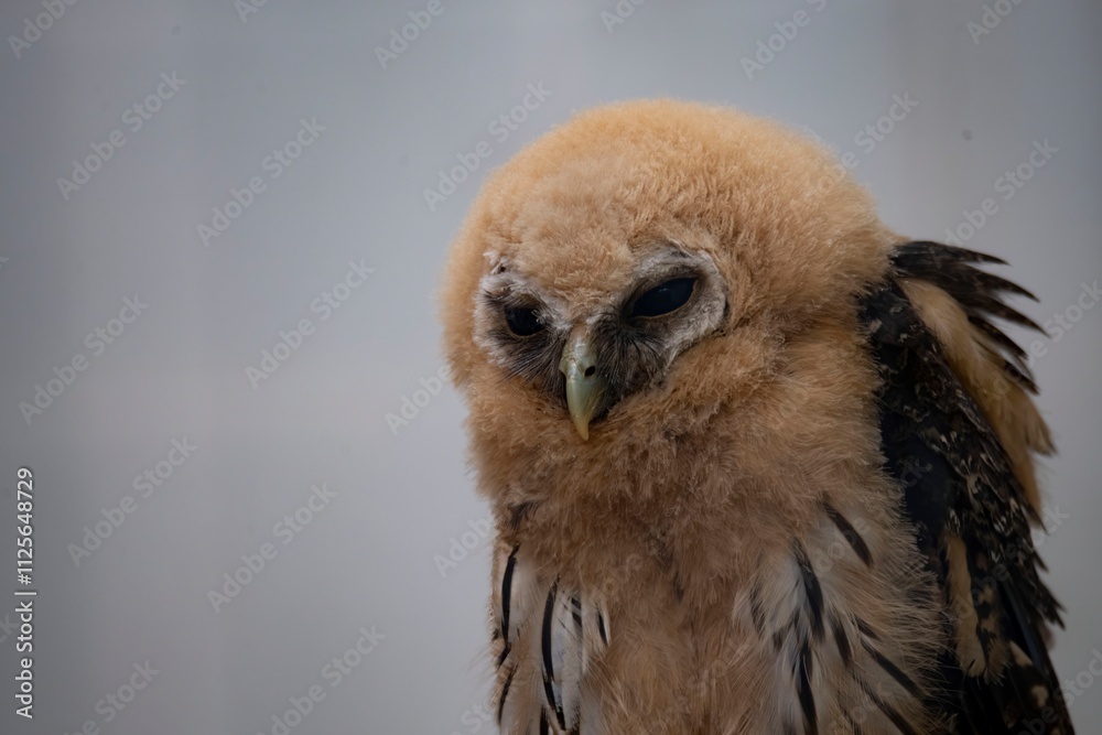 Obraz premium The Mottled Owl (Strix virgata).