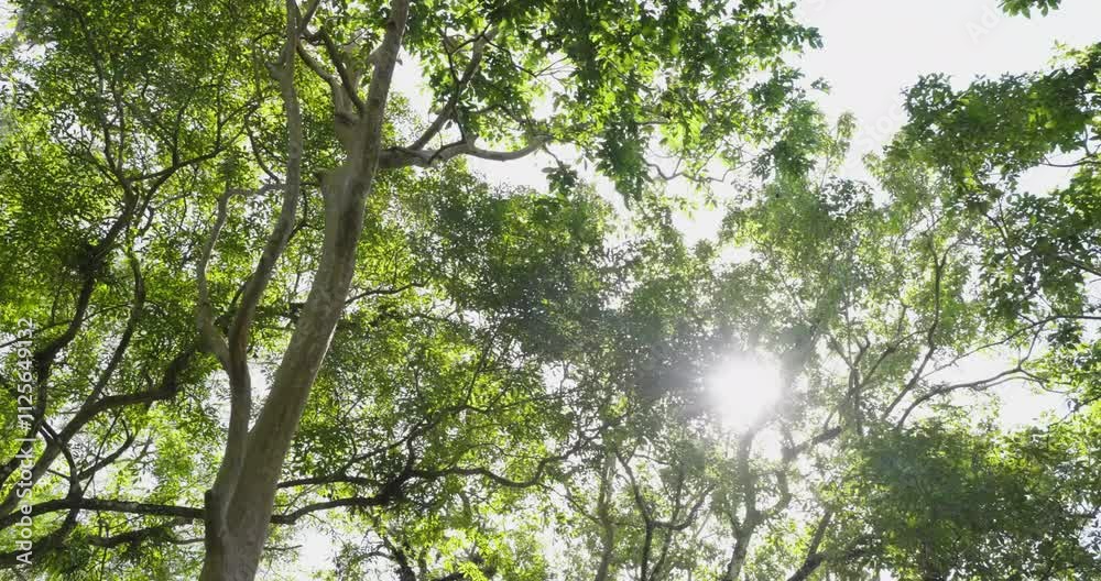 sunlight through the branches of trees. Spring tree sunbeam blue sky walking POV camera low angle shot.
