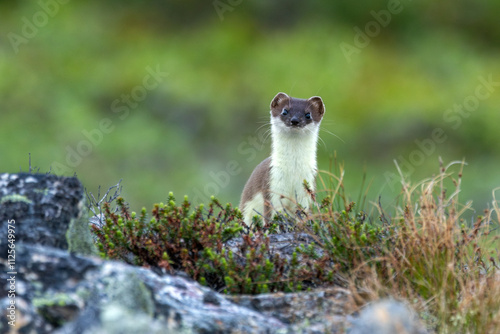 Schilderij op canvas A small predator, Stoat standing still on a fell in Urho Kekkonen National Park,