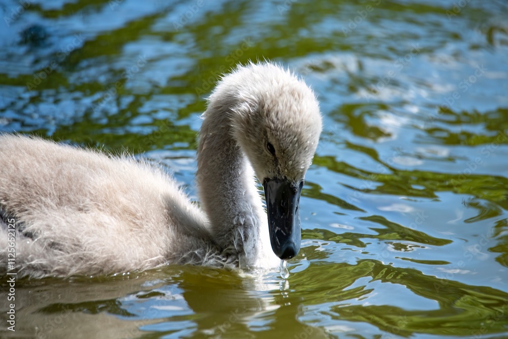 A Mute Swan cygnet (Cygnus olor). A Mute Swan cygnet (Cygnus olor).