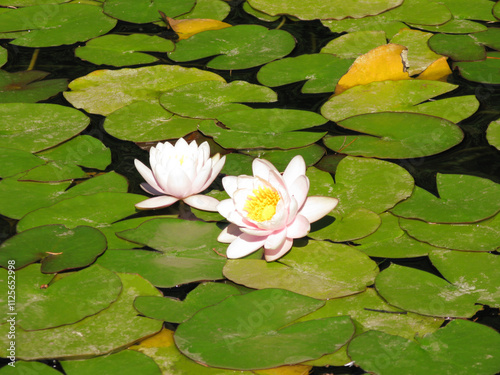 Two pink Water Lilies on the green leaf in the pond