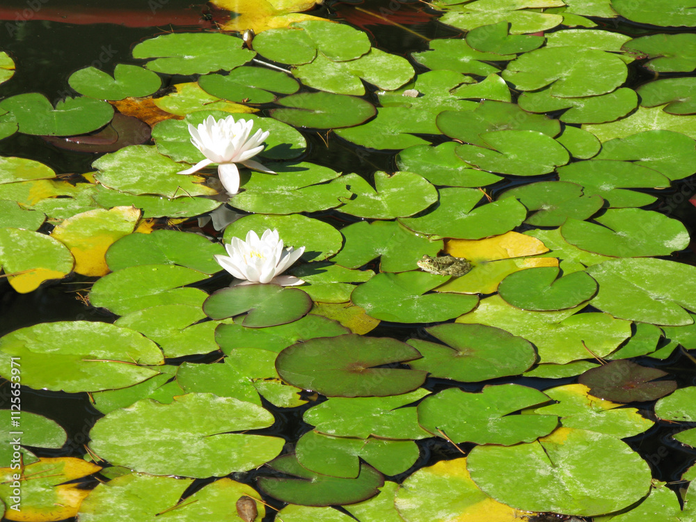Two white Water Lilies and the frog on the green leaf in the pond Two white Water Lilies and the frog on the green leaf in the pond