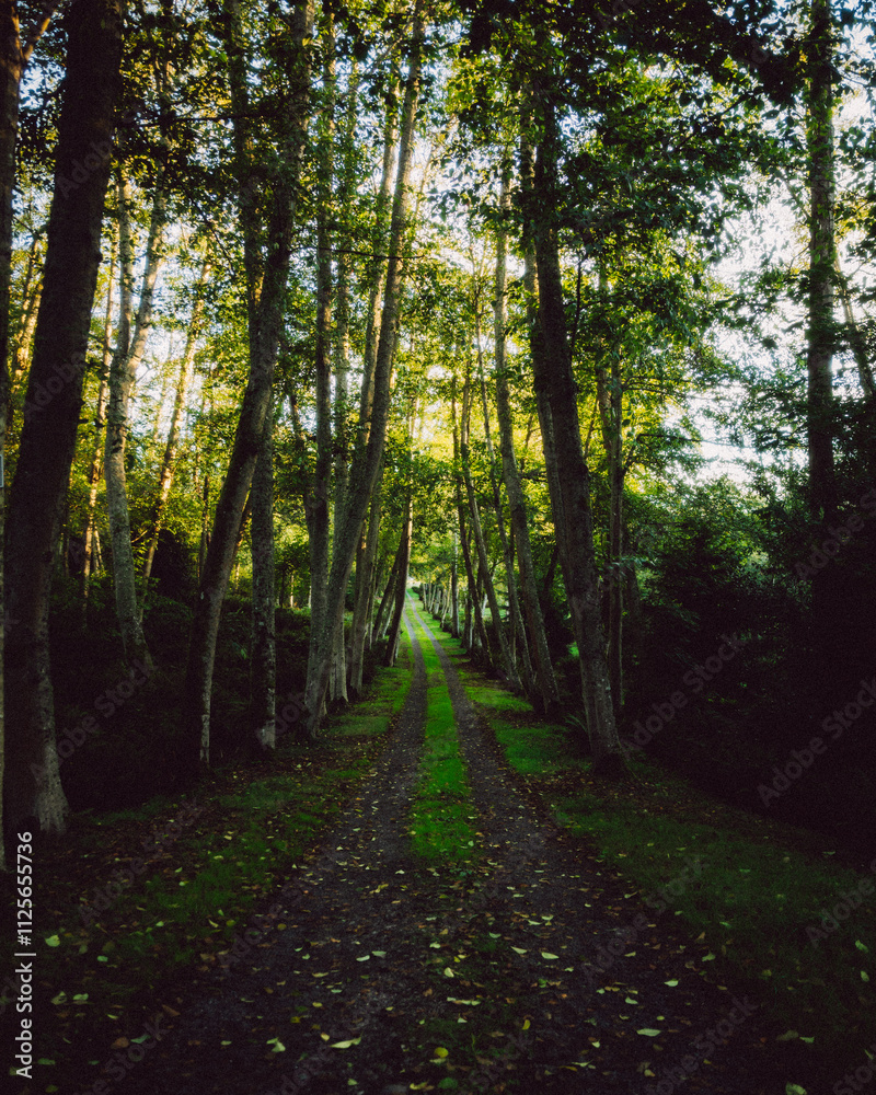 Fototapeta premium Tree Lined Driveway