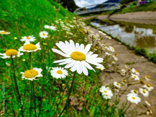 flores blancas florecidas al lado del rio