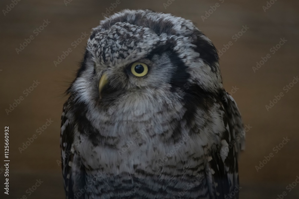Obraz premium The Northern Hawk Owl (Surnia ulula).
