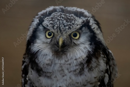 The Northern Hawk Owl (Surnia ulula).