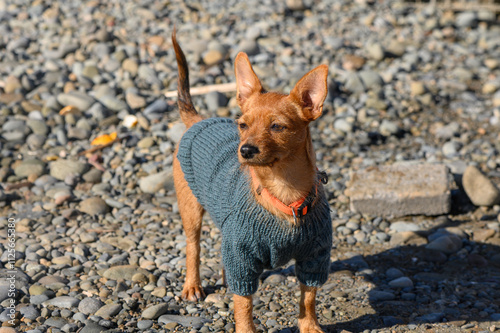 Small dog in cozy sweater exploring rocky beach on a sunny day photo