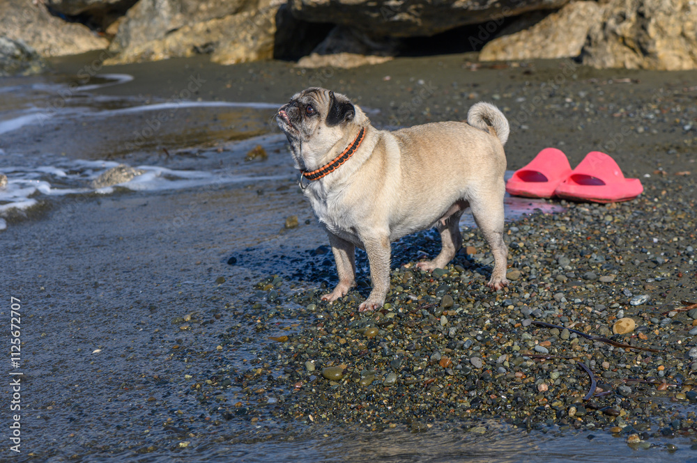 Fototapeta premium Pug enjoying a sunny day at the beach, exploring the shore and soaking in the beautiful surroundings
