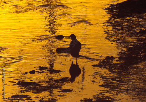 pajaro en el rio al atardecer
