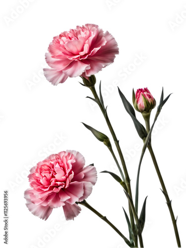 Gratitude, passion, beauty, and motherly love are the flower languages ​​of carnations.