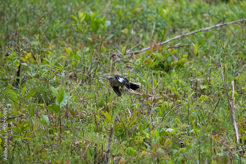 The Northern Mockingbird (Mimus polyglottos). photo