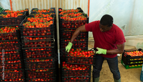 Obraz na plátně Farmer carries boxes with ripe tomatoes in the backyard of the farm