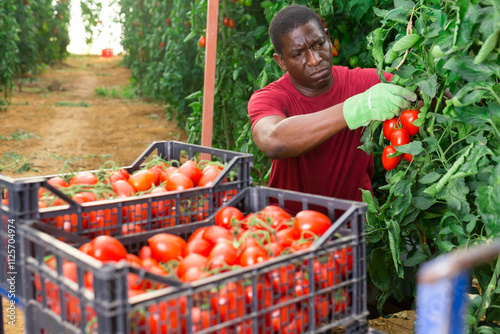 Skilled african man engaged in seasonal gardening picking fresh ripe plum tomatoes on farm photo