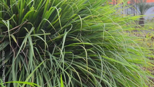 grass in the morning