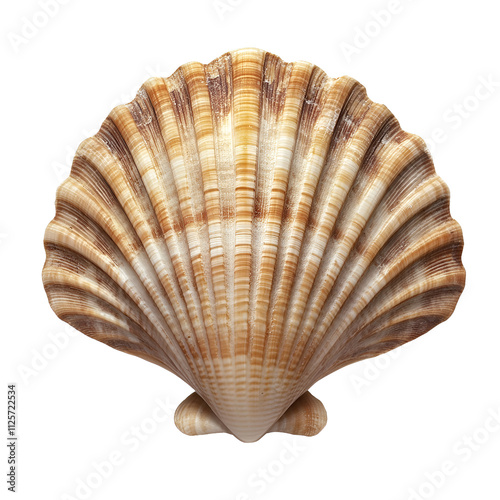 seashell isolated on transparent background