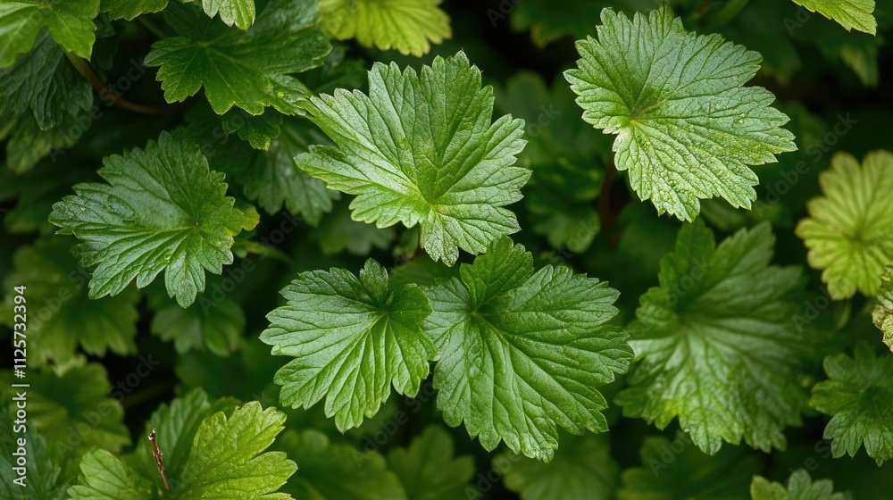 Vibrant closeup of lush green leaves showcasing texture and vitality in a serene forest environment Vibrant closeup of lush green leaves showcasing texture and vitality in a serene forest environment