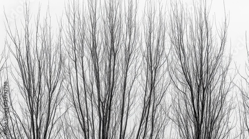 Bare tree branches silhouetted against a gray sky highlighting winter's stark beauty and nature's resilience. photo