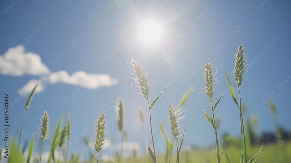 Obraz premium Close-up of golden wheat stalks illuminated by bright sunlight under a clear blue sky, showcasing lush green blades and soft clouds, agriculture, nature, harvest season.