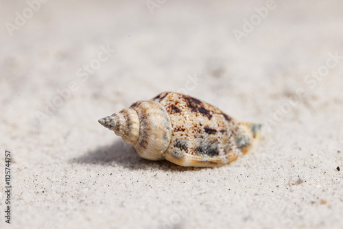 A close-up of a unique sea snail shell on white Florida sand with a shallow depth of field. photo