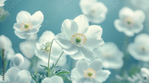 White Anemone Flowers Blooming Against Soft Green Leafy Background in a Serene Garden Setting